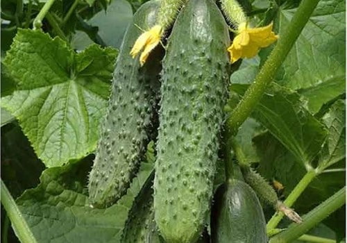 خرید و قیمت خیار سبز خاردار + فروش صادراتی